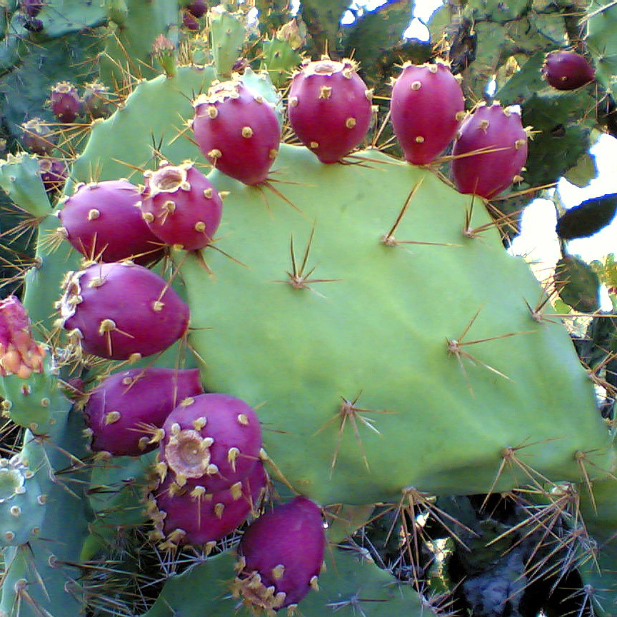 缩刺团扇Opuntia stricta