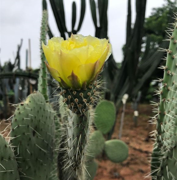 交野团扇仙人掌Opuntia pilifera