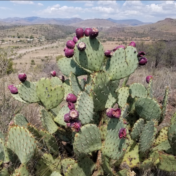 恩格尔曼仙人掌Opuntia engelmannii