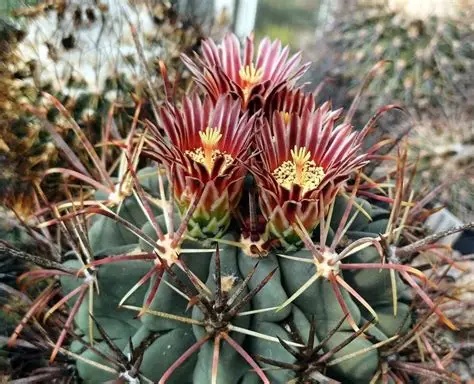 罗纱锦Ferocactus uncinatus