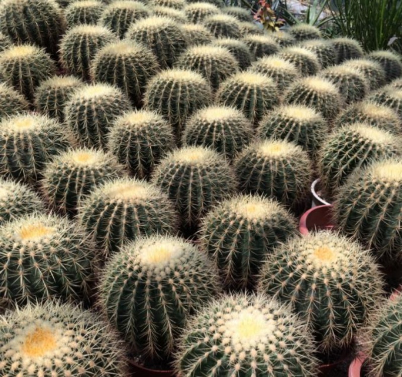 金琥Kroenleinia grusonii