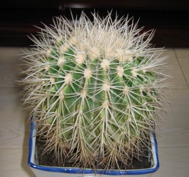白刺金琥Kroenleinia grusonii 'Albispinus'