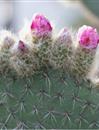 银世界Opuntia leucotricha