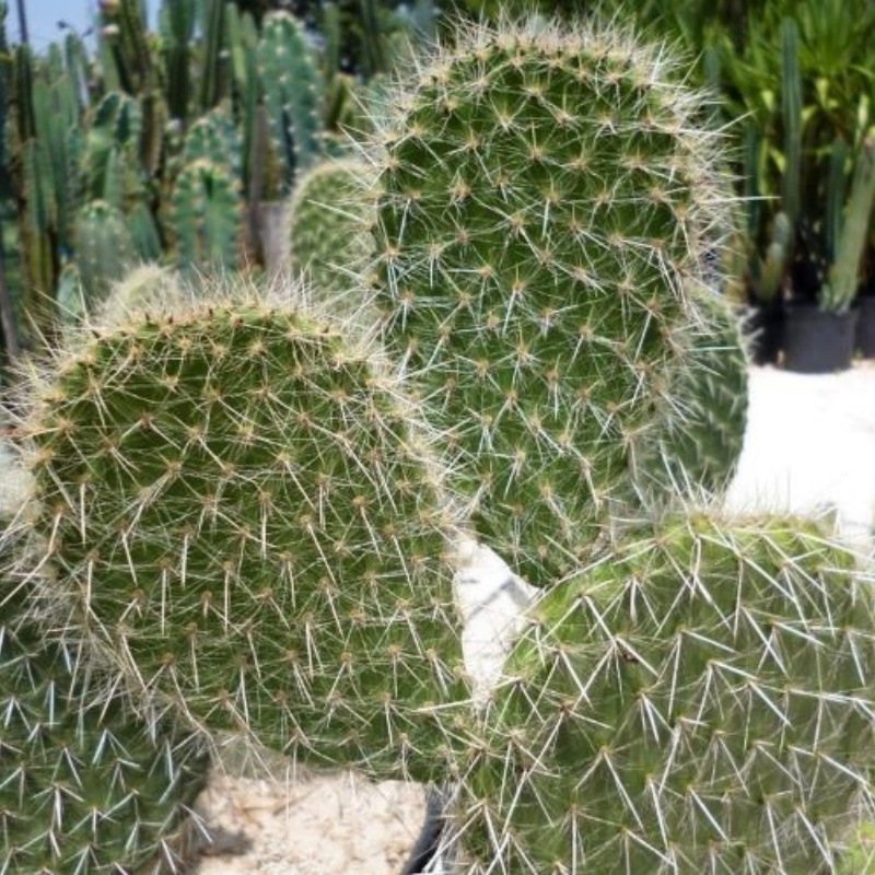 银世界Opuntia leucotricha