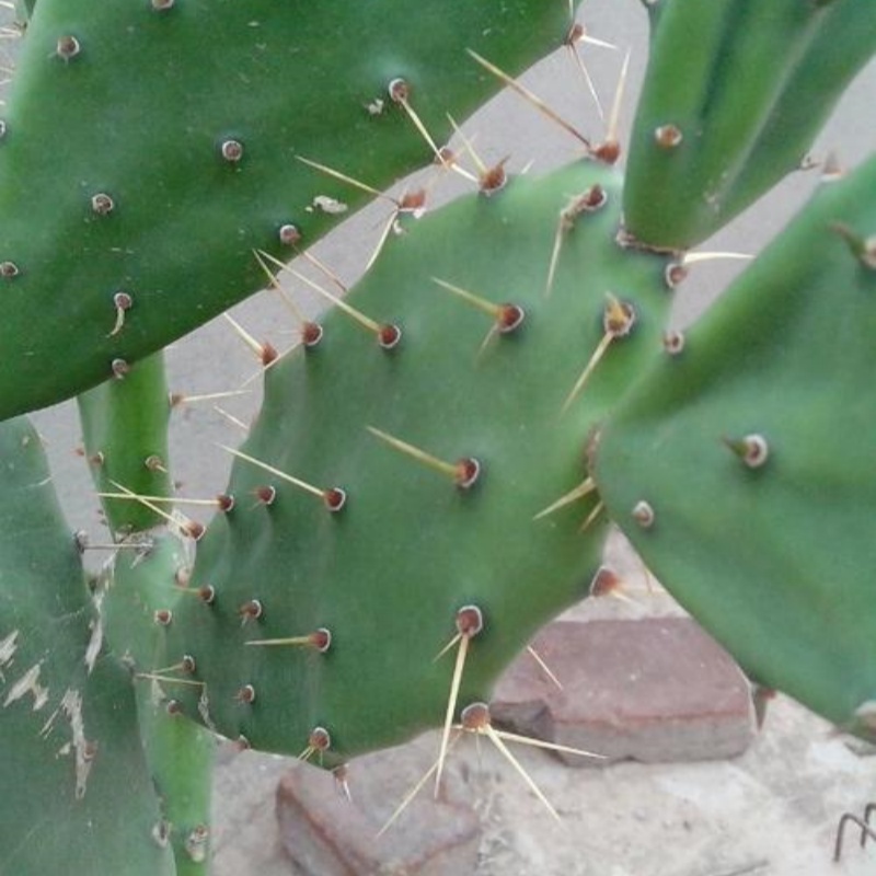 药用仙人掌Opuntia elillenii Haw