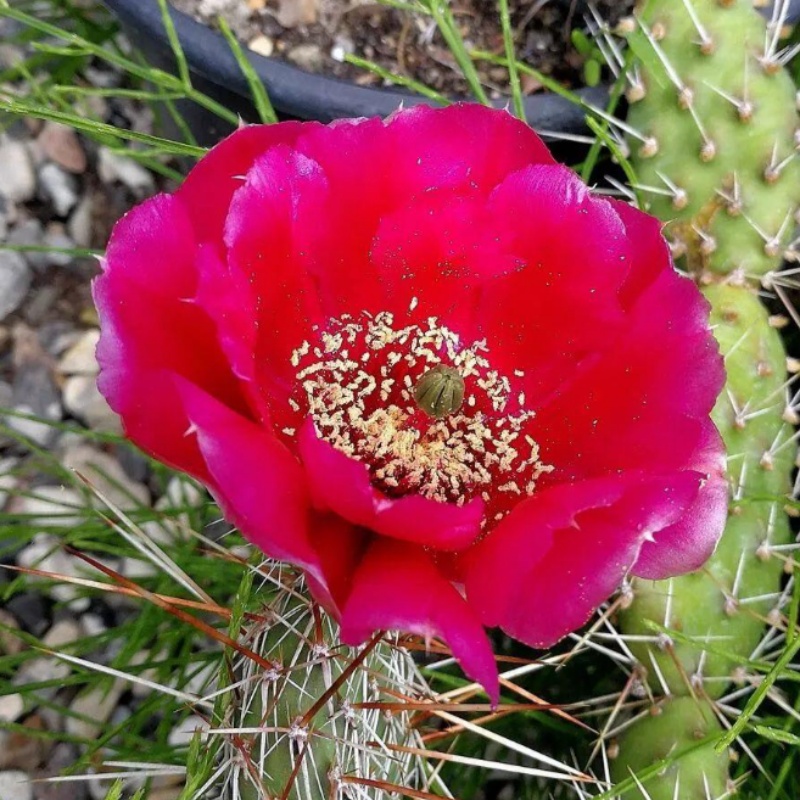 修罗团扇林茨Opuntia polyacantha