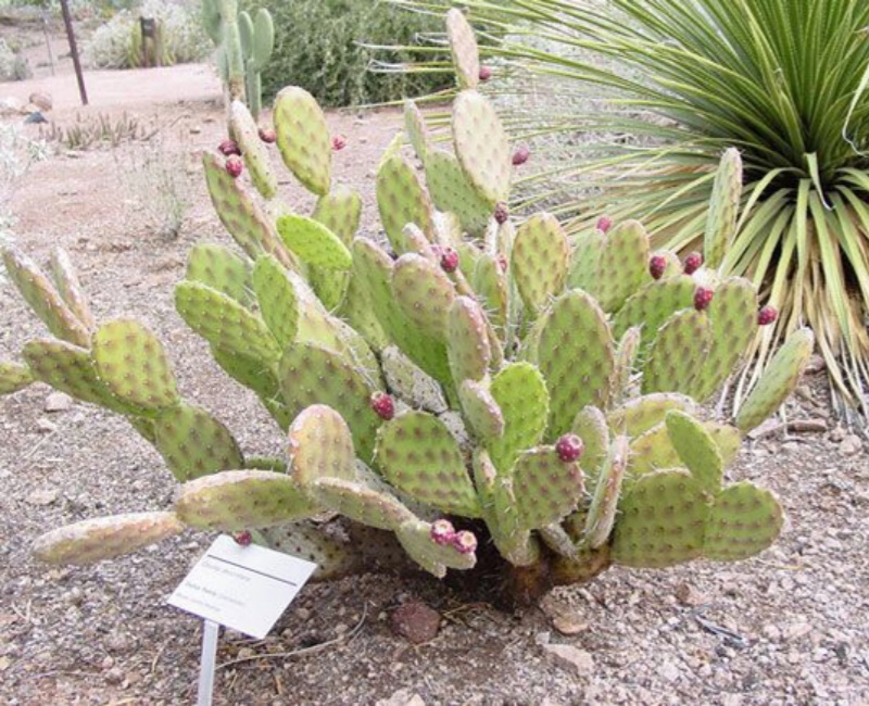 银扇Opuntia decumbens