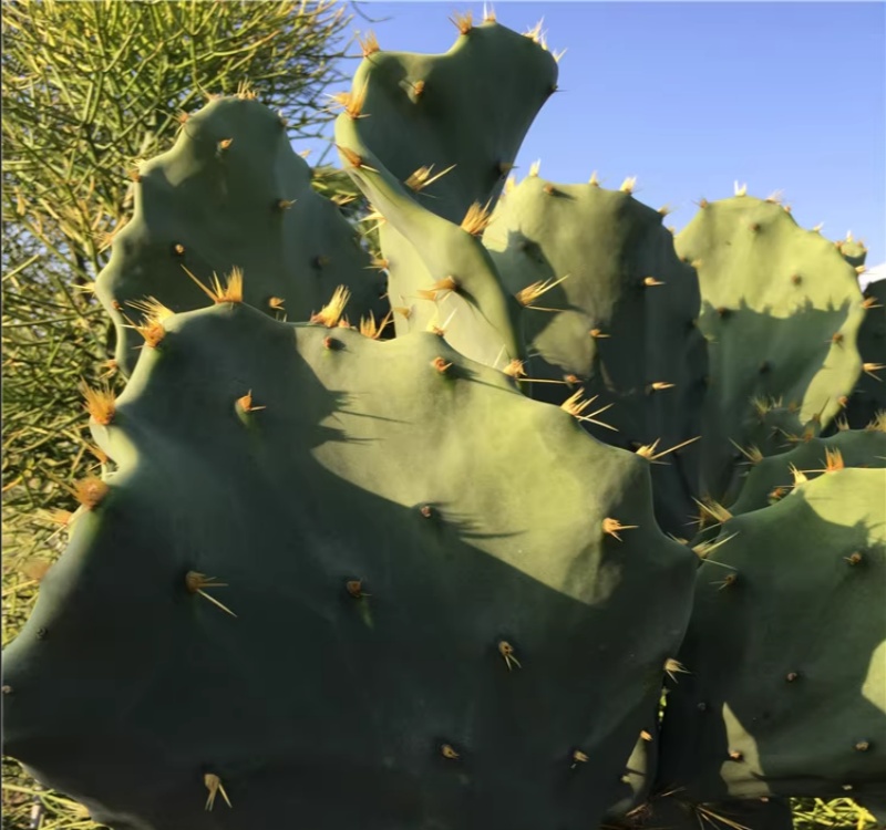 金武团扇Opuntia tuna