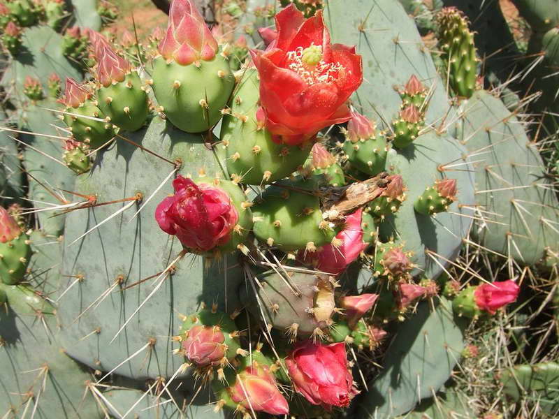 沙尘团扇Opuntia bergeriana