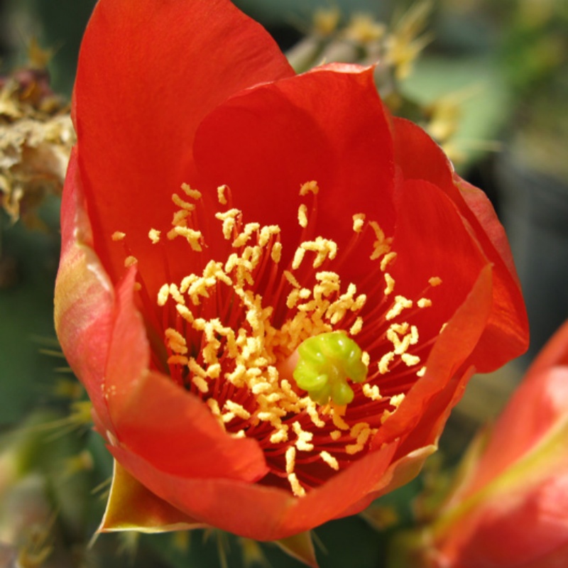 红花仙人掌Opuntia elatior