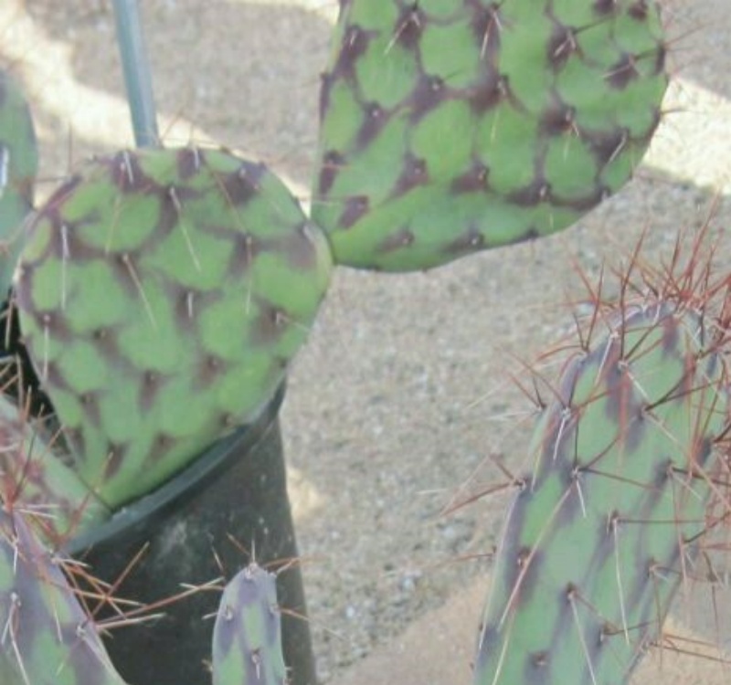 鳞斑团扇Opuntia stenopetala