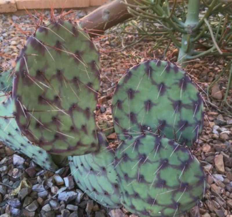 鳞斑掌Opuntia stenopetala