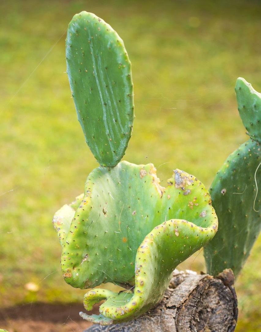 长叶仙人掌Opuntia maxima