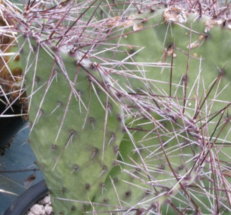 曲片斑鳞掌Opuntia stenopetala f. microondas
