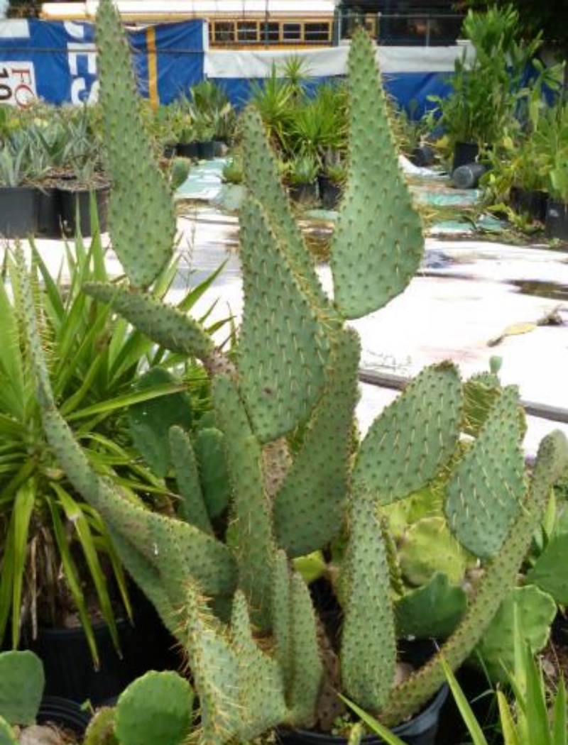 火焰团扇 Opuntia engelmannii 'Linguiformis'