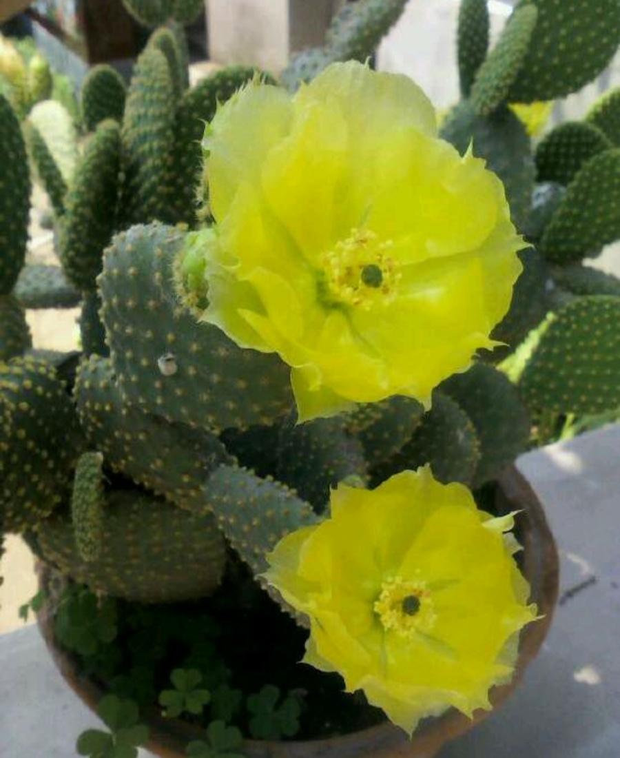 小仙人掌Opuntia microdasys