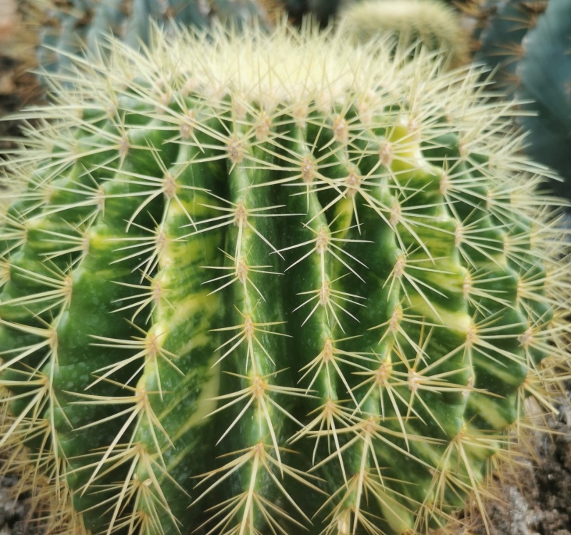 金琥锦Kroenleinia grusonii 'Variegata'