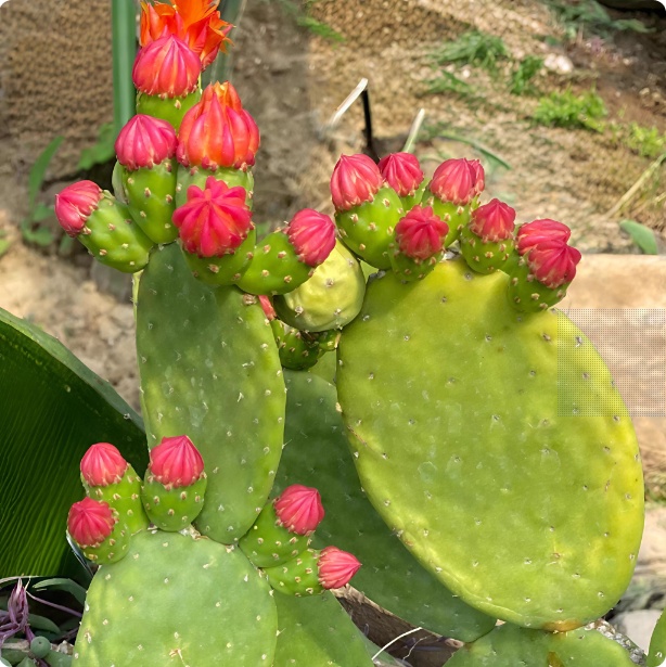 情人团扇Opuntia quitensis Weber