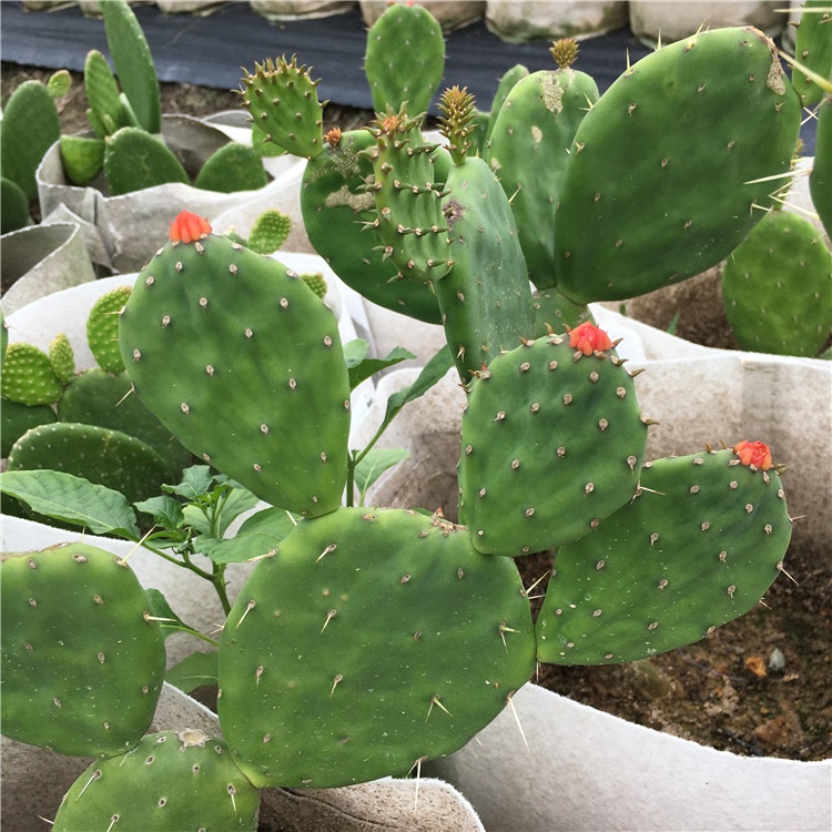 红纽扣仙人掌Opuntia quitensis Weber