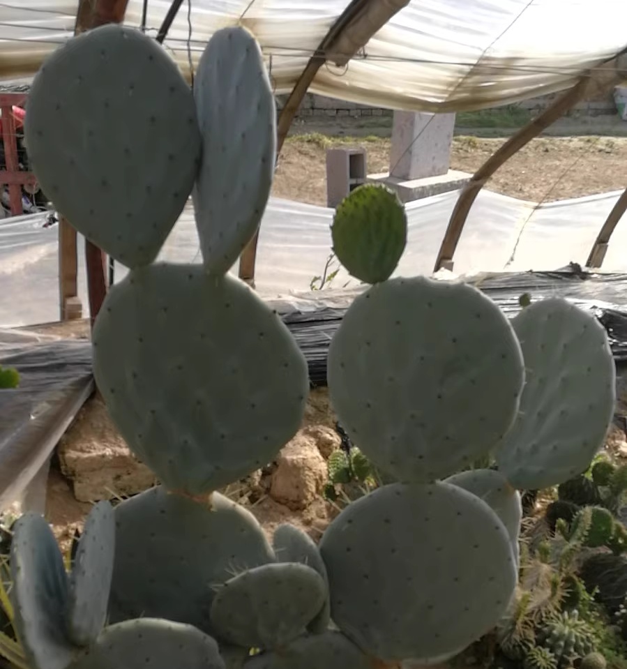 罗布斯塔仙人掌Opuntia robusta