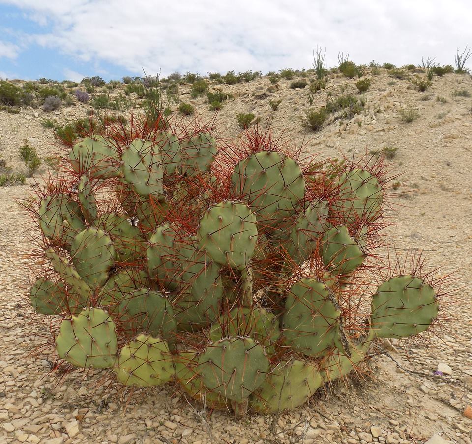 刺巴卡Opuntia spinosibacca