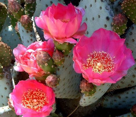 海狸鼠尾寇德塔Opuntia basilaris var. caudata