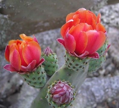 天鹅绒仙人掌Opuntia tomentosa
