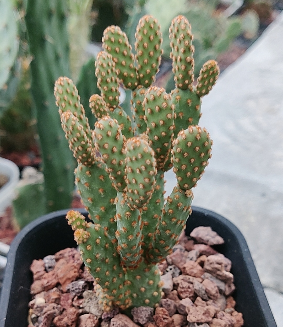 迷你马团扇仙人掌Opuntia microdasys v. rufida f. minima