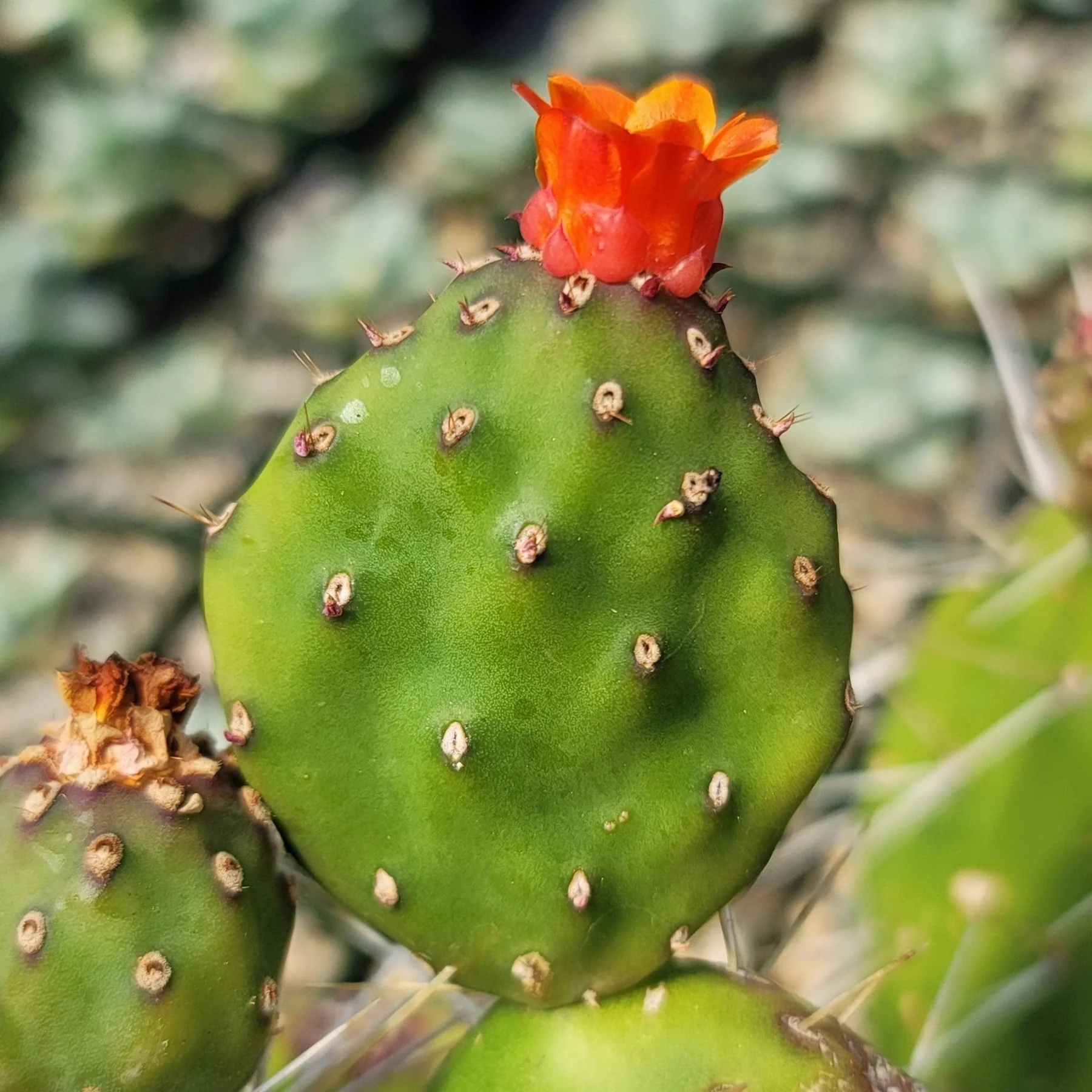 情人团扇仙人掌Opuntia quitensis Weber