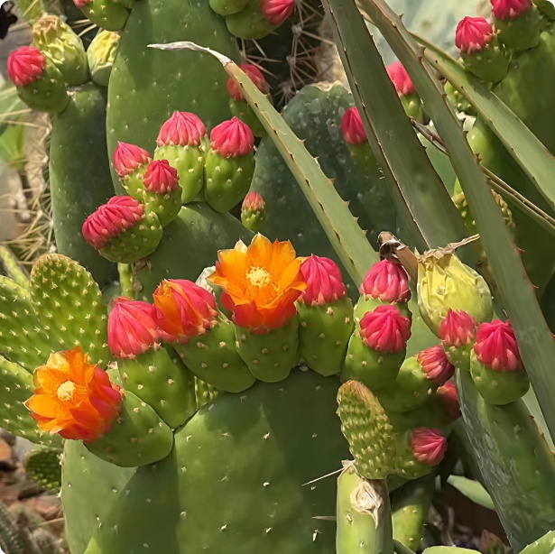 红纽扣仙人掌Opuntia quitensis