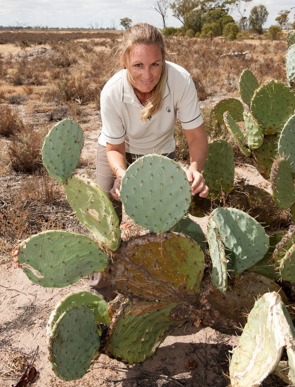 大盆丸仙人掌Opuntia robusta