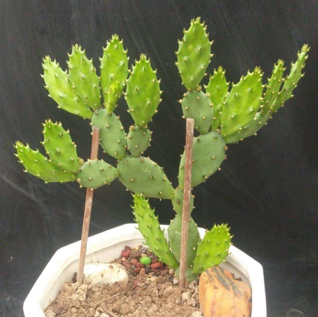 佛罗里达团扇仙人掌Opuntia austrina