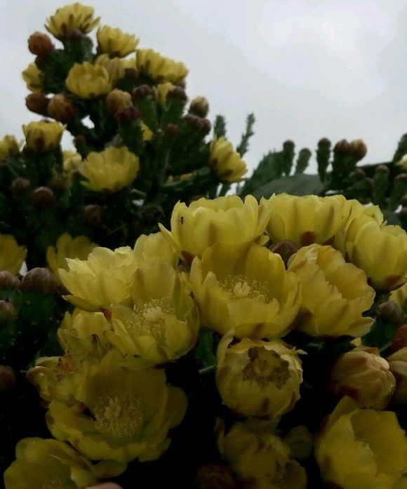 单刺团扇仙人掌Opuntia monacantha