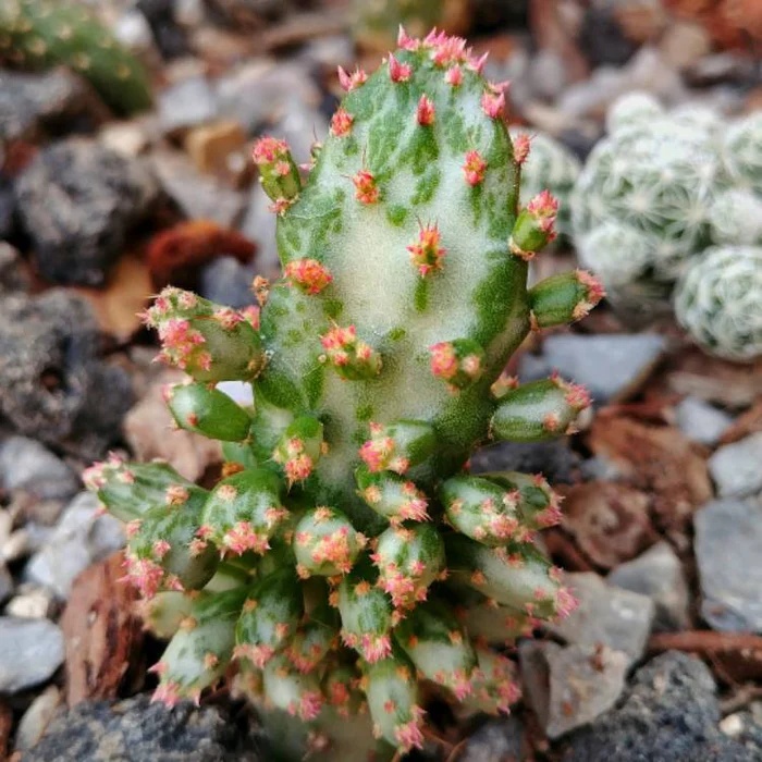 姬单刺团扇仙人掌锦 Opuntia monacantha f. monstrose