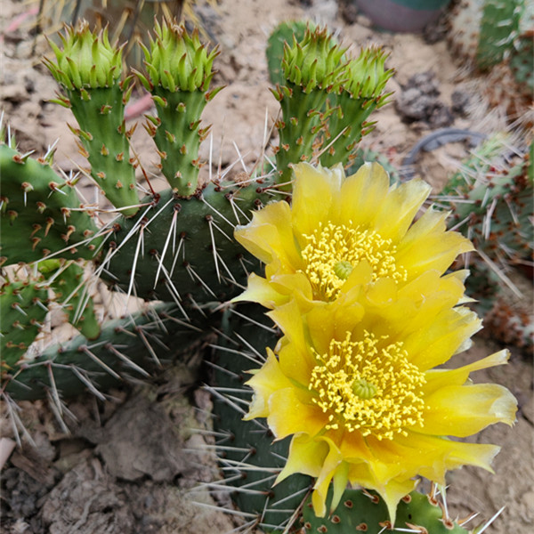 老式仙人掌Opuntia polyacantha
