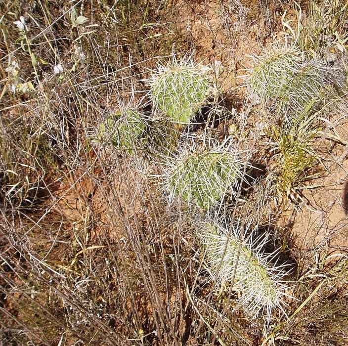 修罗团扇 Opuntia polyacantha var. polyacantha
