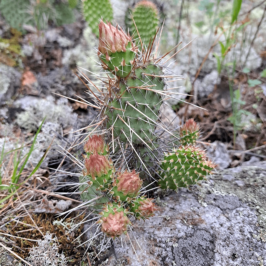 多刺仙人掌 Opuntia polyacantha