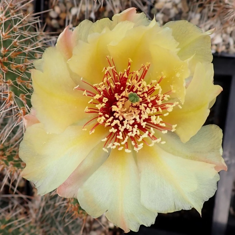 针鼠团扇披马 Opuntia polyacantha var. hystricina Pima