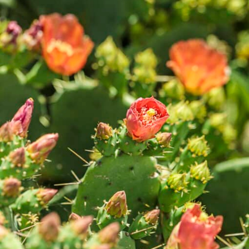 伯氏红花掌怕冻吗