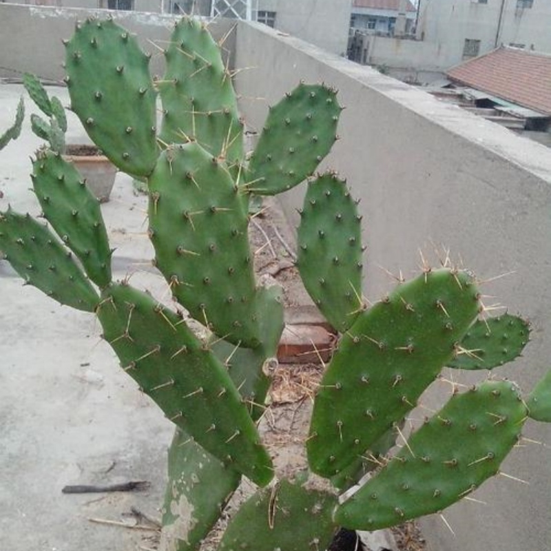 黄大刺仙人掌有毒吗能吃么