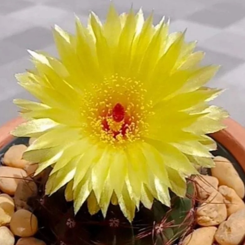 青王丸仙人球Parodia ottonis的亚种、变种、形式和园艺栽培品种