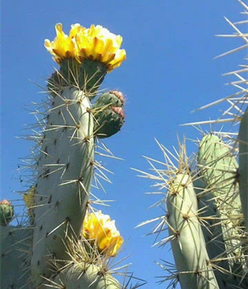 仙人掌为什么只有刺没有叶子